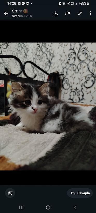 pişik siam: Yaxşı əllərə — 3