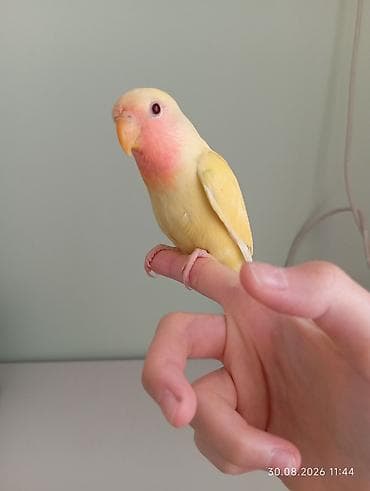 geref qus: 🐦 Sevgi (nerazlucnik) papuqayı balaları satılır 🐣 1 ay yarımlıqdılar — 7