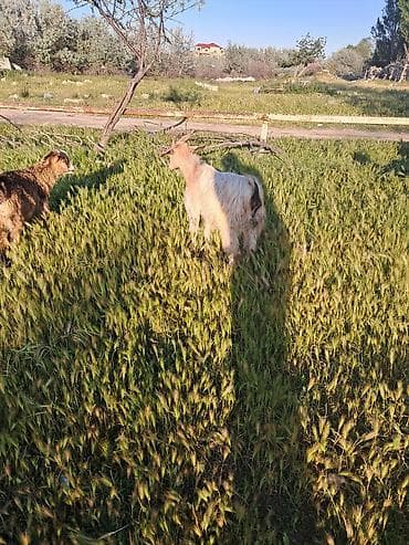 çəp: Disi cepis — 3