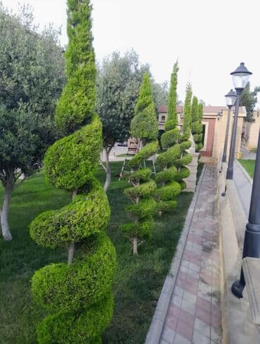 ağ dırnaq modelleri: Landşaft dizayin ummi abadliq qazon agaclar gul ciceklerlə bağlarin — 13