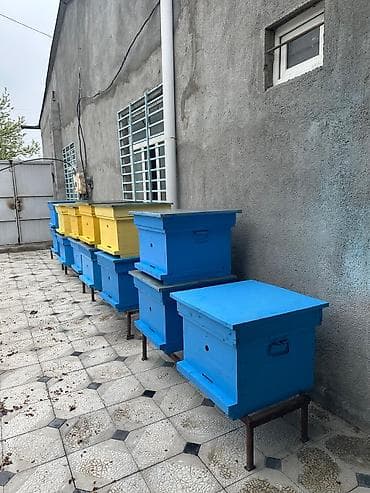 ətlik inək cinsləri: Arıçılıq üçün taxta arı pətəkləri - Model: çoxkorpuslu taxta pətək - — 2