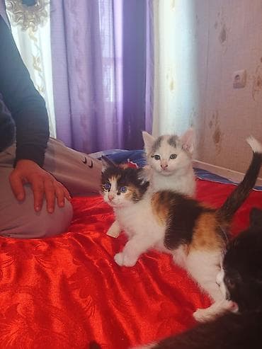 ereb ati satilir: Yaxşı əllərə — 7