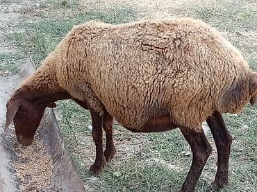 mal inək: Boğaz qoyun 4ayna yetrə yetirdi hər il əkiz doğur — 8