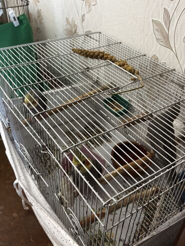 Попугаи: Karella Əsil cütə düşən vaxtlarıdı 2 erkək 1 dişi di 3 də ələ — 3