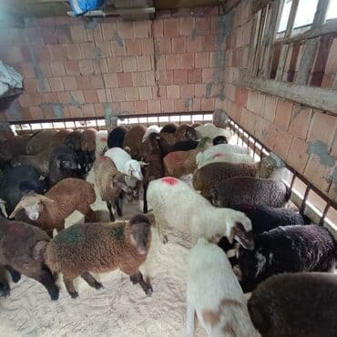 Akvariumlar: Salam aleyküm 215 mantdan 240 manata kimi deyişlir saxlamlqa yararlı — 3