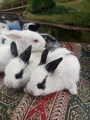 bildircin balası: Dovşan yemi 1kq 2-azn Bala Dovşanlar 5-azn Topdan Tək tək satışı 10 — 9