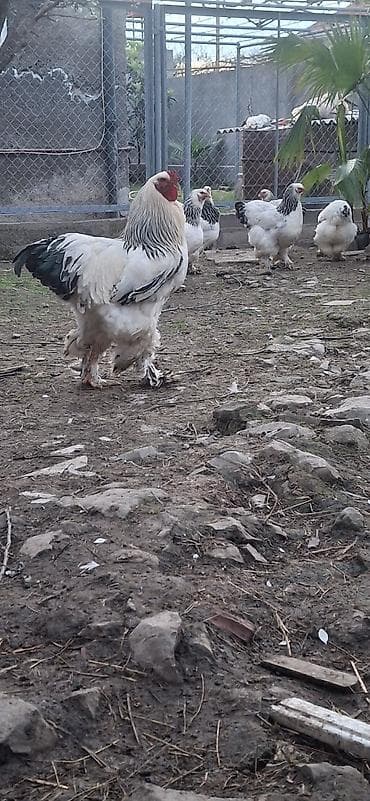 qus yuvasi satisi: Layt brama yumurtası mayalı — 1