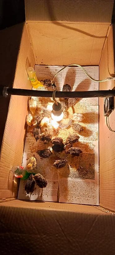 Pişiklər: Məhsul: Bildirçin və bildirçin yumurtası Təsvir: - Cins: Ət-yumurta — 4