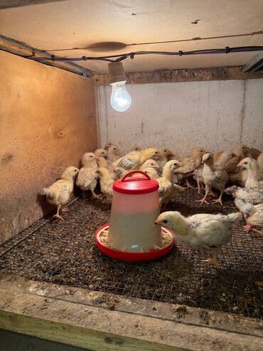 Akvariumlar: 20 Günlük Serebirst Cuculerdi Ətlik Və Yumurtalıq Buyurun Sifarişinizi — 1