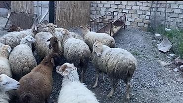 qoyun mal: Salam aleykum 12 baş dişi toglulardi. quzulugundan saxlayiram saglam — 4