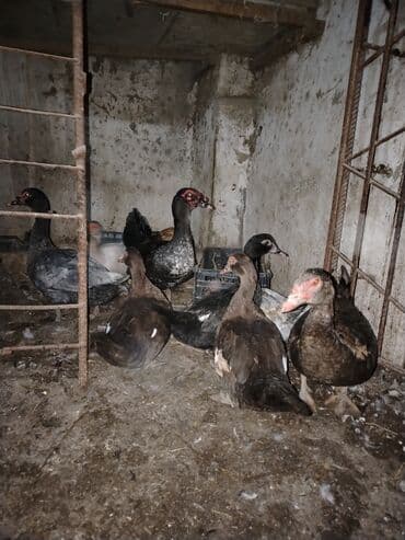 ördəyləri: Muscovy (indom) ördəkləri satılır. - Cins: Muscovy/indo - Rənglər — 2