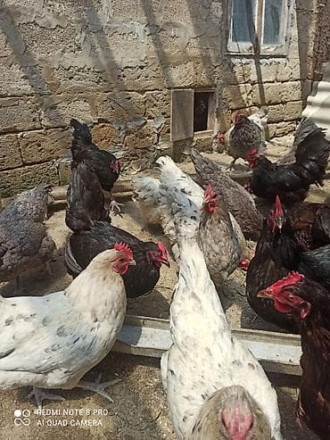 keci satisi: Toyuq, Australorp, Damazlıq, Ünvandan götürmə, Ödənişli çatdırılma — 6
