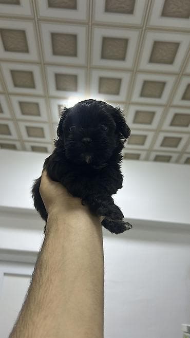 Pudel, 3 ay, Dişi, Peyvəndli, Ödənişli çatdırılma