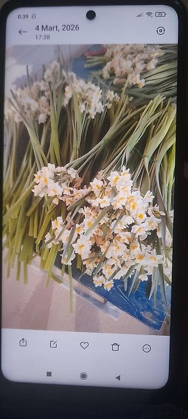 Təzə yığılmış süsən (nərgiz) dəstələri - Narin, xoş ətirli