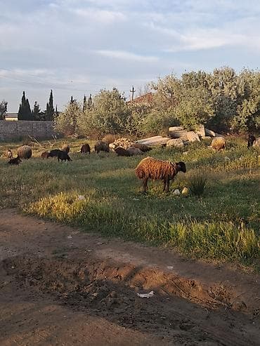 Salam heyvanar komda satilir tek tekde her qiymete var fikri cidi lalafo.az -da Salam heyvanar komda satilir tek tekde her qiymete var fikri cidi