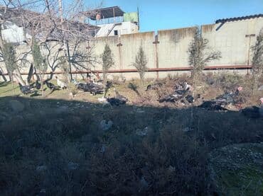 Индюшки: Məhsul: Hinduşka sürüsü (hind toyuqları) Təsvir:sağlam heyvanlar - — 1