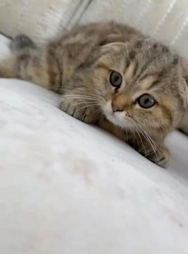 pişik qumu qiyməti: Qızıl şinşilla, Erkək, Yaxşı əllərə, Ünvandan götürmə — 1