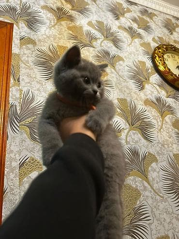 Digər heyvanlar: Britan, Yaxşı əllərə, Ünvandan götürmə — 4