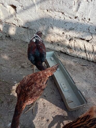 xarkov sortu toyuq: Toyuq, Yumurtalıq — 1