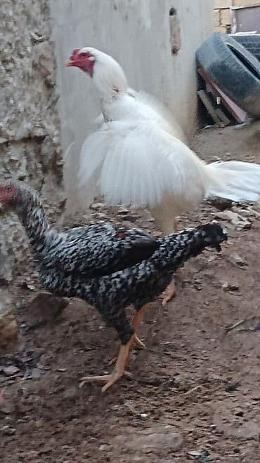 canavara oxsayan it: Xoruz, Heyratı, il: 1, Ünvandan götürmə — 3