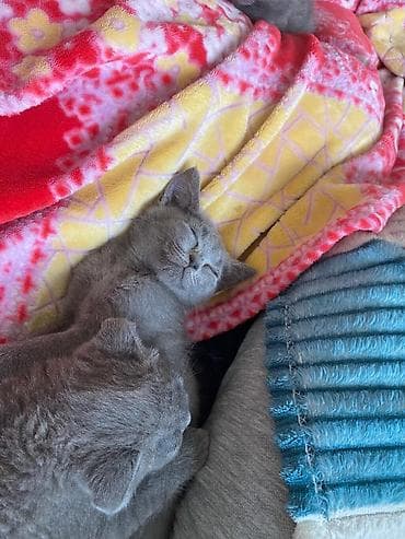 Məhsul: Boz tüklü pişik ailəsi – ana və balalar Təsvir: - Rəng: vahid