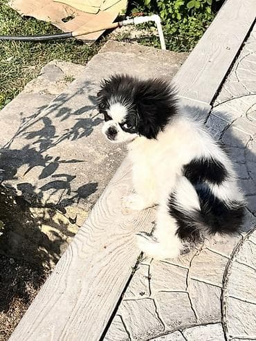 sabuncu heyvan bazari: Pekines, 4 ay, Erkek, Peyvəndli — 4