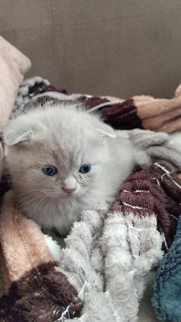 siyan pişik: Şotland yastı qulaq — 1