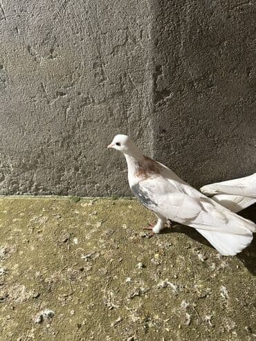 Alfa Romeo: Kom 10 nan — 7