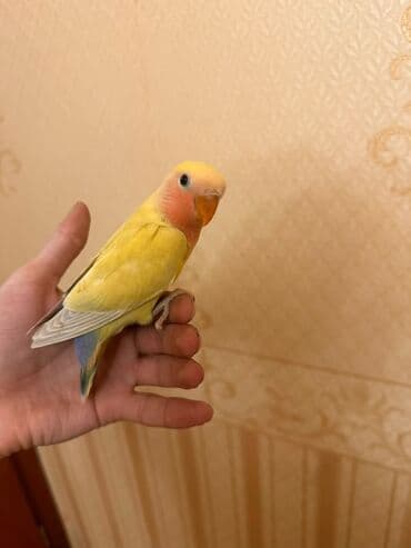 ZİL: Növbə: Sevgi quşu (lovebird), əl öyrəşmiş Xüsusiyyətlər: - Parlaq — 3