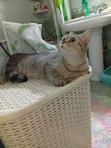 lalafo pisik: Şotland — 10