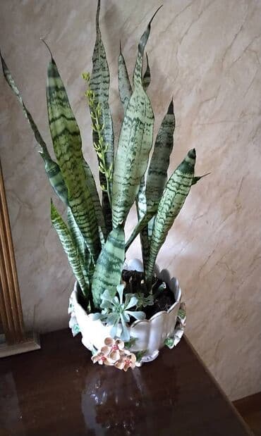 gil qab: Böyük sansivieriya. qabı özündən gözəl. özü qabından gözəl. gözəl — 4