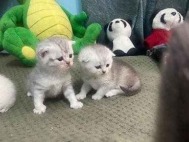Кошки: Шотладская вислоухая — 2