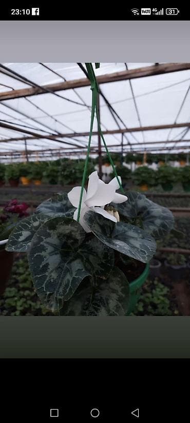 yaz fesline aid sekiller: Siklamen gülləri solmayan güllər hər fəsildə gül açır — 4