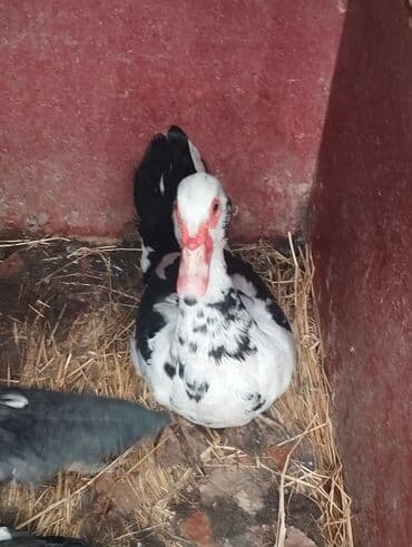 lal ördək haqqinda məlumat: Muscovy (indoutka) ördəkləri – müxtəlif rənglərdə sürü - Cins — 4
