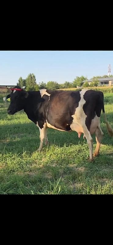 Satılır: inək və balası - Cins: qara-ağ alaca süd tipli inək - — 8