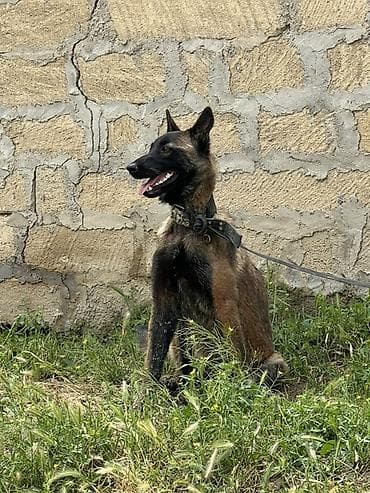 balaca tuklu itler: Belçika çoban iti, 2 il, Dişi — 6