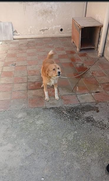 1 il, Erkek, Peyvəndli, Ünvandan götürmə