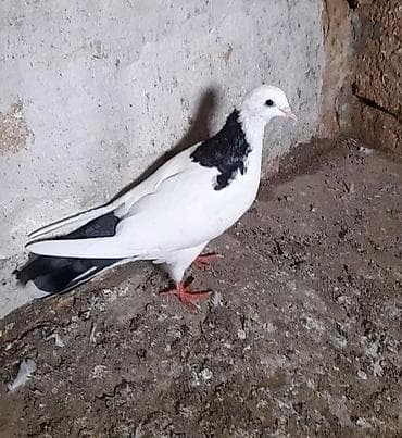 13 tuk erkeydi tutulma unvan suraxani