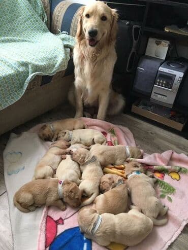 dagistan coban iti: Retriever, 1 ay, Erkek, Pulsuz çatdırılma — 2