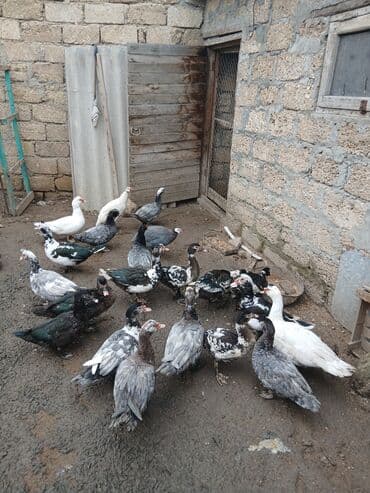 ördək neçə günə bala çıxardır: Erkək, | Lal ördək, Damazlıq, Ünvandan götürmə, Ödənişli çatdırılma — 4