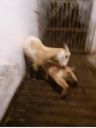 теке: Sənan keçisi satılır. Südlük keçilərdir. Balası ilə satılır. 400manat — 7