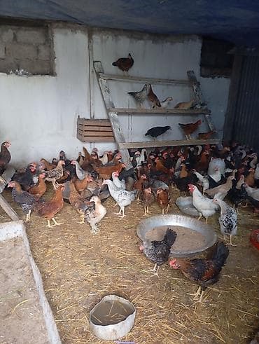 cins inek: Qarışıq yerli cins toyuqlar – yumurta və ətlik istiqamət 2 ay 15 — 2