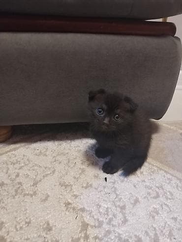 pişim: Boz tüklü balaca pişik balaları - Xüsusiyyətlər: - Qısa, sıx və — 6