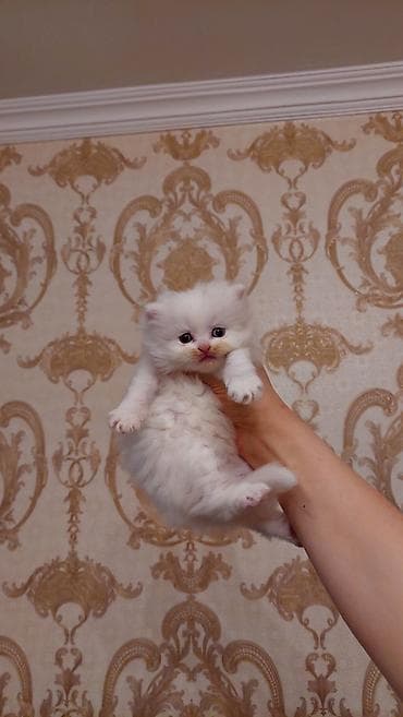 Собаки: Шотландская длинношерстная, Самка, Самовывоз — 1