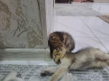 britan pişiyi: Şotland yastı qulaq, Erkək, Dişi, Yaxşı əllərə, Ünvandan götürmə, Pulsuz çatdırılma, Ödənişli çatdırılma — 5