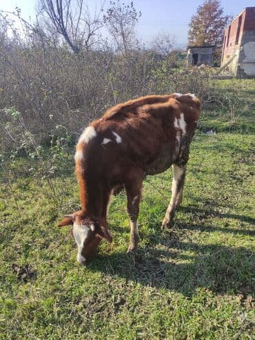 ucuz quzular: Qırmızı-ağ rəngli buzaq satılır. - Cins: südlük-ətlik tipli, al-alaq — 4