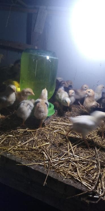 cücə satan: Toyuq cücələri, Damazlıq — 2