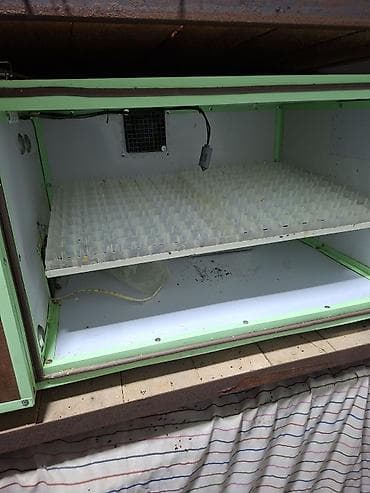 inkubator 56: Avtomatik inkubator – rəqəmsal idarəetmə paneli ilə - Model üzərində — 3