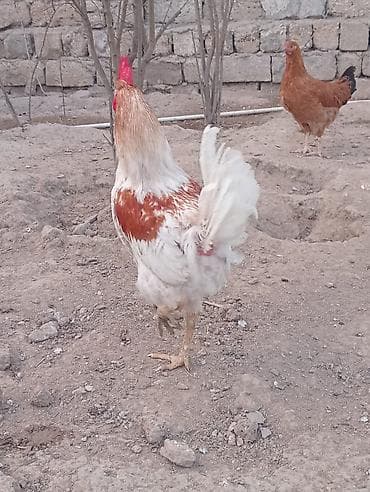 kəklik quşu: Cavan viddi becedi — 4