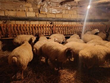 cücə su qabı: Satış üçün qoyun sürüsü və quzular 17 dənə cavan damazlıq qoyunlar — 4